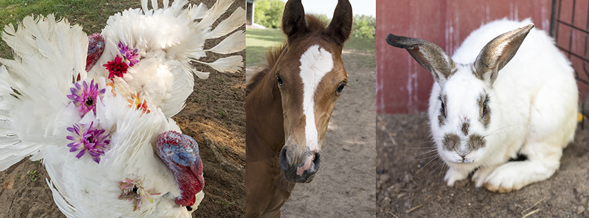 farm animals