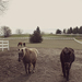 pony party